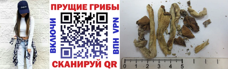 Галлюциногенные грибы GOLDEN TEACHER  blacksprut онион  Красный Холм  что такое наркотик 